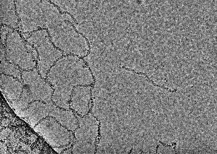 Figure 1  Micrographs after curation