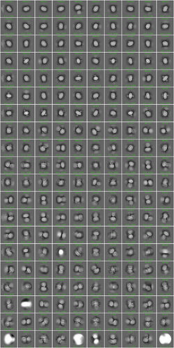 J196_2d_classes_for_iteration_40