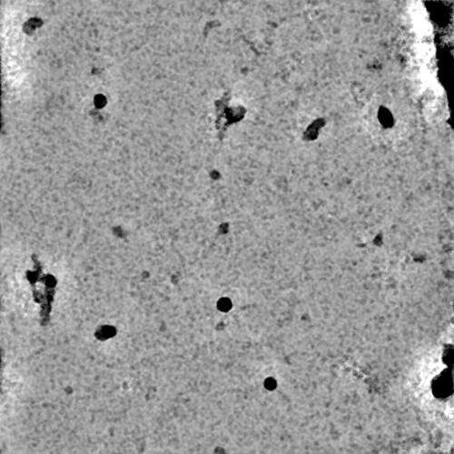 J75_denoised_output_micrograph (1)