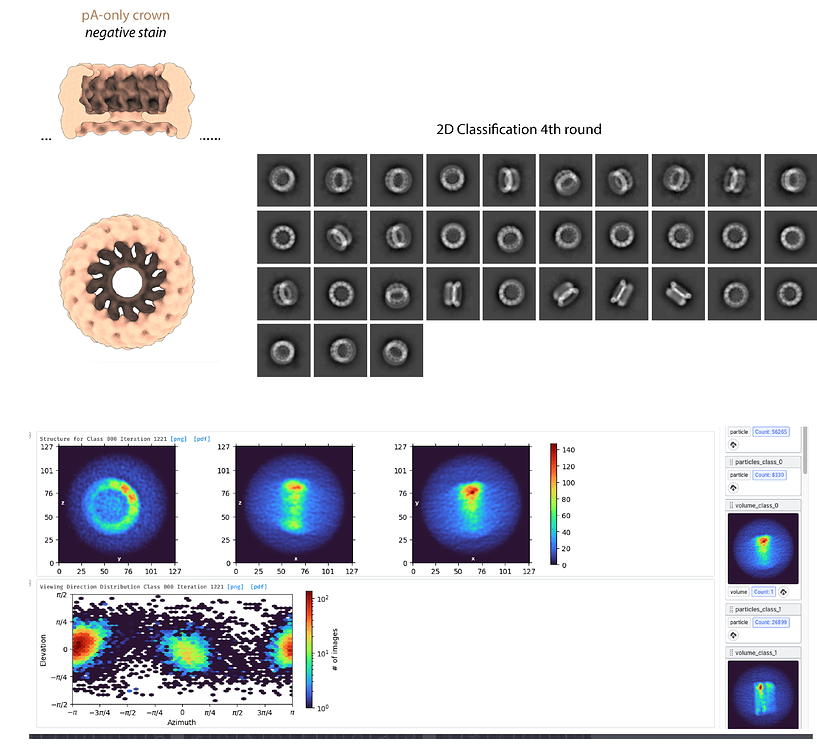 CryoSparc Ab initio reconstruction 3D Refinement CryoSPARC Discuss