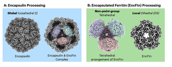 v4-5-encftn-encapsulin_hierarchy_png