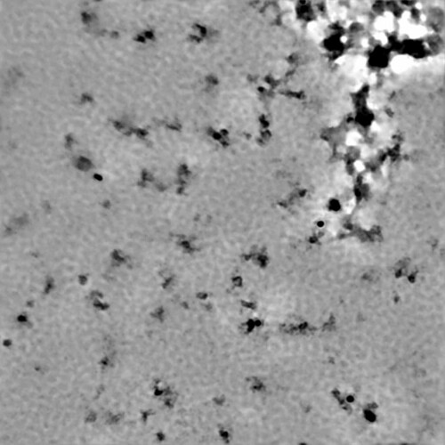 P1-J204-10004558787083762534