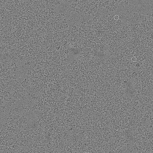 J753_kept_particles_for_micrograph_j653motioncorrected014933416851116889290_foilhole_30929181_data_30934266_30934268_20231101_080425_eer_patch_aligned_doseweightedmrc