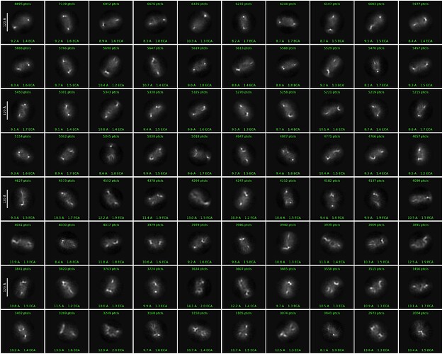 J613_2d_classes_for_iteration_30 (1)