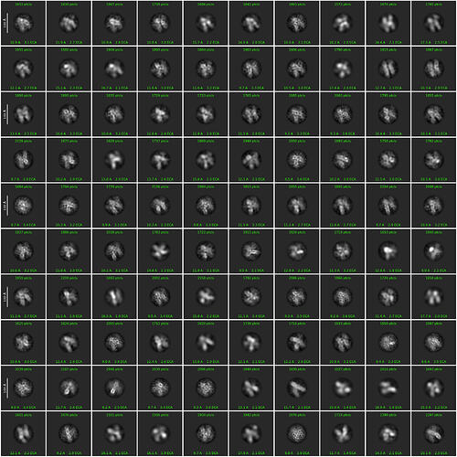 J364_2d_classes_for_iteration_40 (1)