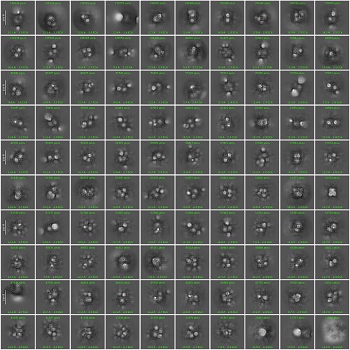 J336_2d_classes_for_iteration_50