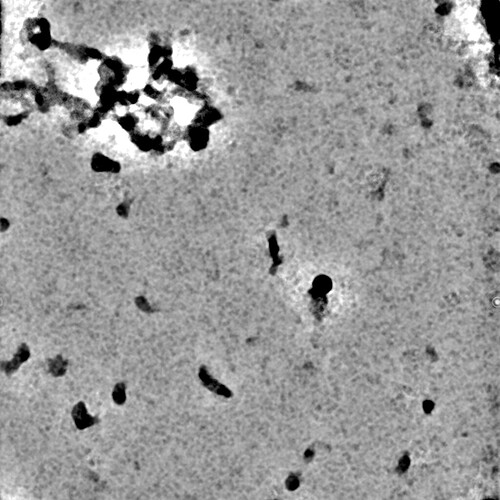 J75_denoised_output_micrograph (2)